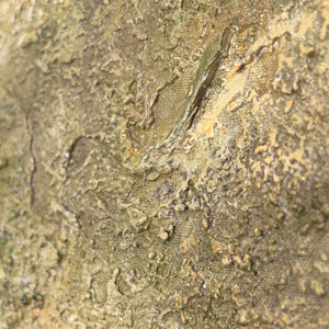 Käsinmaalattu akryylimaalaus „Mietiskelyn Puu” – Taide puun motiivilla